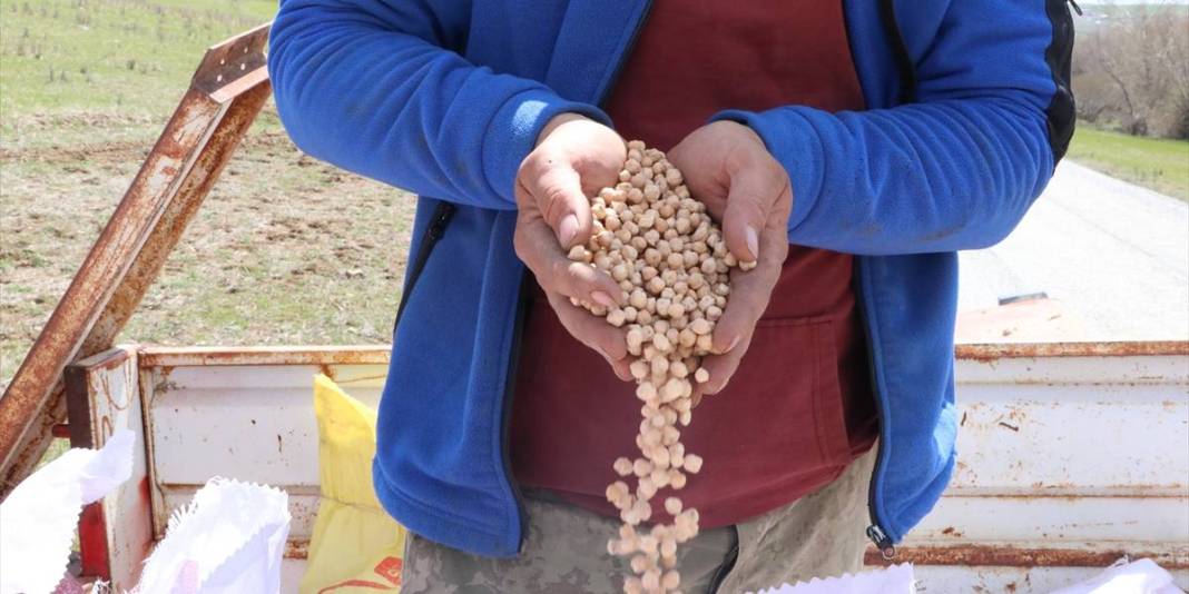 Yağışlar çiftçiyi umutlandırdı: Nohutta rekolte beklentisi arttı 3